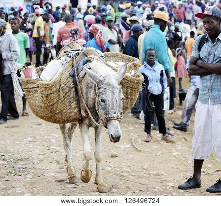 FOND BAPTISTE, HAITI - FEBRUARY 18, 2016:   A long donkey walking from the crowded market in Fond Baptiste with his side packs loaded with goods.