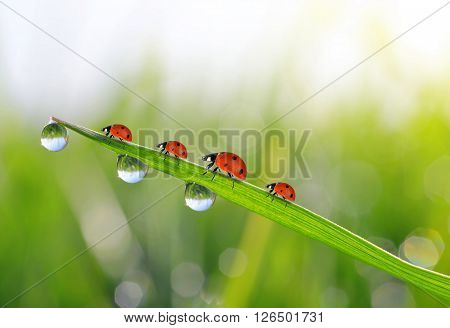 Fresh green grass with dew drops and ladybirds closeup