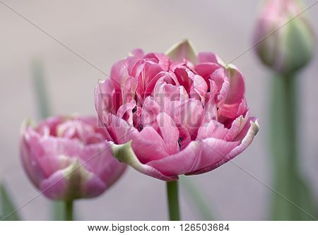 spring flowers tulips pink Terry janovicky Up Pink
** Note: Shallow depth of field