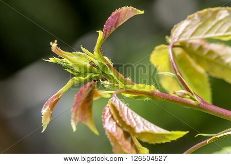 Pests, Plants Diseases. Aphid Close-up On Rose Bud.