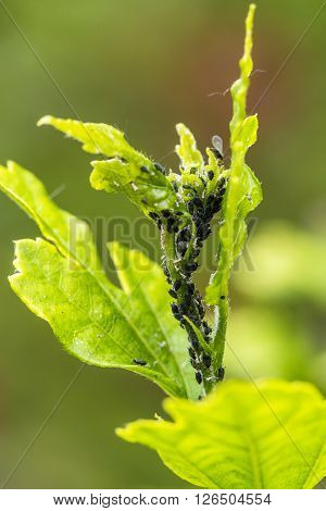 Pests, Plants Diseases. Aphid Close-up On A Plant.