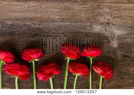 row of red ranunculus flowers on wooden nackground