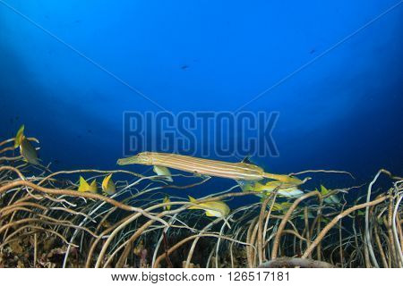 Whip corals and Trumpetfish in Thailand