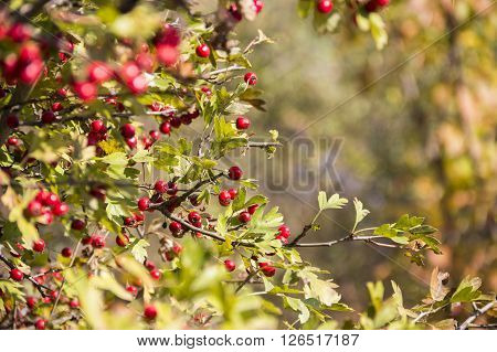 close-up red berries of hawthorn (crataegus monogyna)