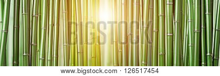 closeup of chinese green bamboo
