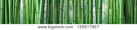 closeup of chinese green bamboo