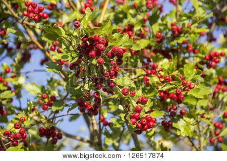 close-up red berries of hawthorn (crataegus monogyna)