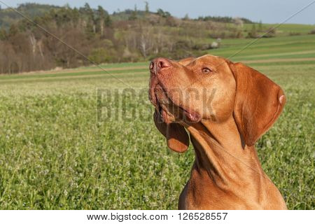 Hungarian hunting hound on a greenfield site. Spring sunny day on hunting with dogs. Viszla on a green field. Hound.