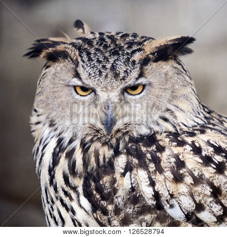 Nature. Motley owl bird portrain. Stern look
** Note: Shallow depth of field