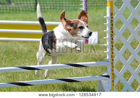 Tricolor Beagle Leaping Over a Jump at Dog Agility Trial