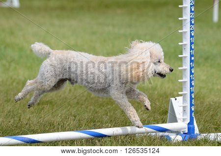 Toy Poodle Leaping Over a Jump at an Agility Trial