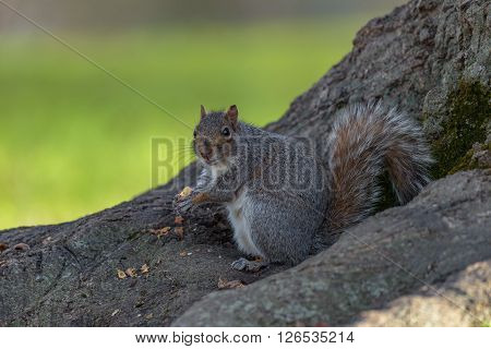 An eastern gray squirrel rests on a tree branch while feeding.
