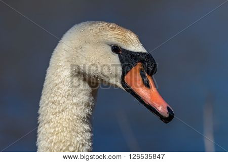 Head of Mute swan (Cygnus olor) against blue water