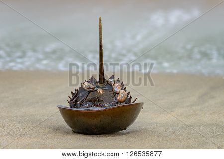 Horseshoe crab shell at Sandy Hook beach