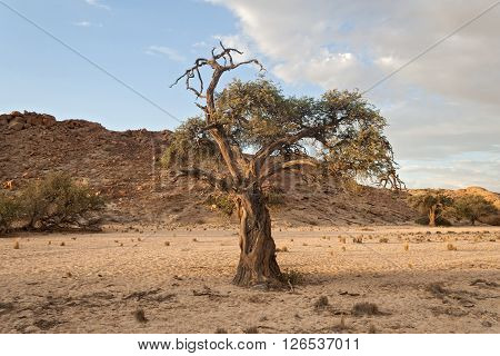 tree in a dry riverbed near the Swakop River, Namibia