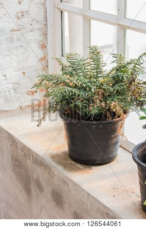 the jardiniere on table and window background