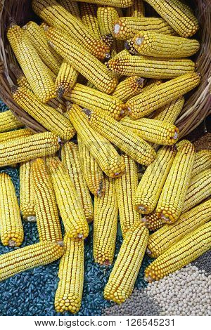 Big Bunch of Yellow Maize Corn Ears