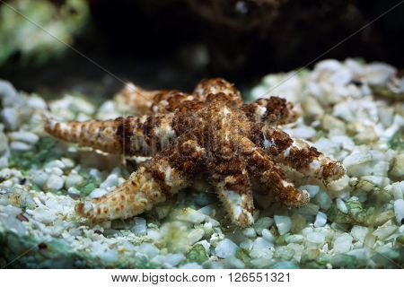 White starfish (Coscinasterias tenuispina), also known as the blue spiny starfish. Wild life animal. 