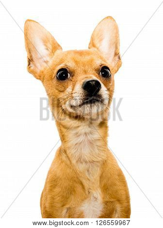 High key shot of an alert chihuahua dog in front of a white backdrop and looking upwards