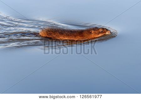 Muskrat (Ondatra zibethicus) swimming on the water in the river in the light of the setting sun