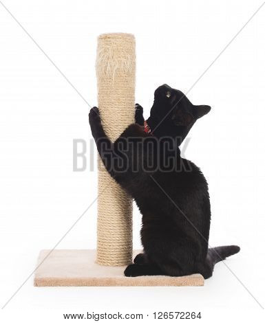 Black Cat With A Scratching Post