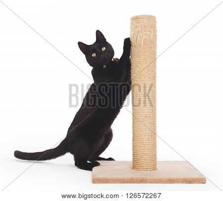 Black Cat With A Scratching Post