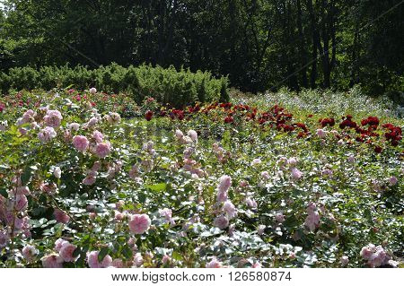 August, 2015  - Tallinn, Estonia. Kadriorg  park in Tallinn, the roses garden in the upper park of the park.
