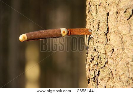 Old rusty knife stabbed in the tree trunk