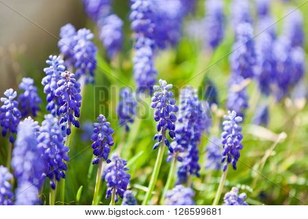 Grape Hyacinth Or Pink Lilac In Nature