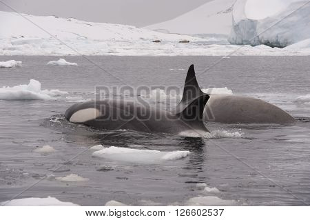 Two Killer whales spy hanting in Antarctica