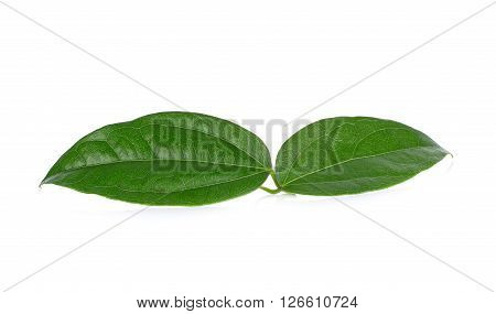 Bai-yanang isolated on white background  leaf  food