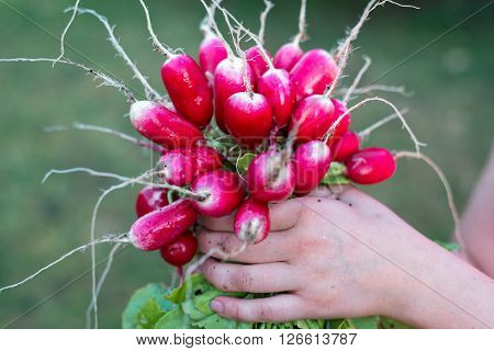 A bunch of fresh organic radish grown in the home garden