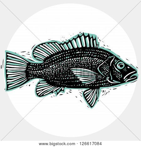 Vector drawing of freshwater fish with fins underwater life illustration. Organic seafood graphic symbol isolated on white.