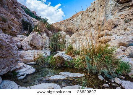 Typical Middle Eastern landscape. The stream of cold clear water flows on the beautiful gorge of Ein-Gedi, Israel