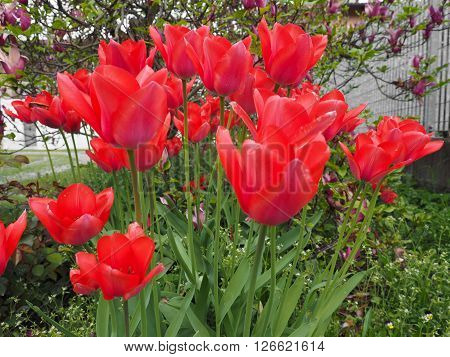 Red Tulips Flower