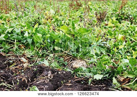 Large Mature Sugar Beets Growing In The Field Ready For Harvest