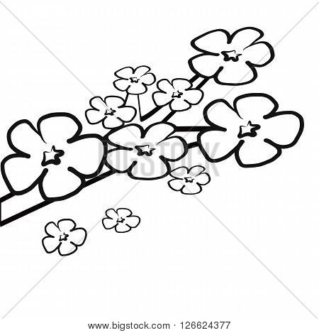 Colorless cherry blossom flower on branch for coloring book illustration vector isolated on white background