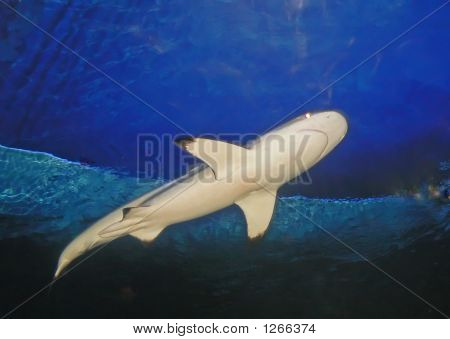 Blacktipshark_Filtered