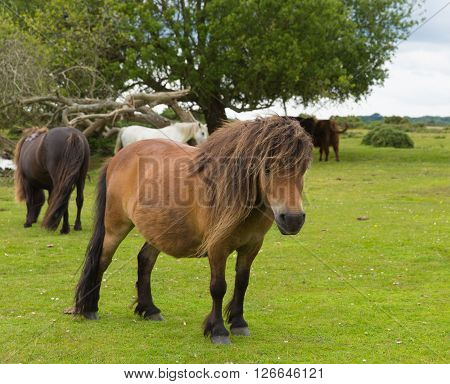 New Forest Hampshire England UK with wild ponies