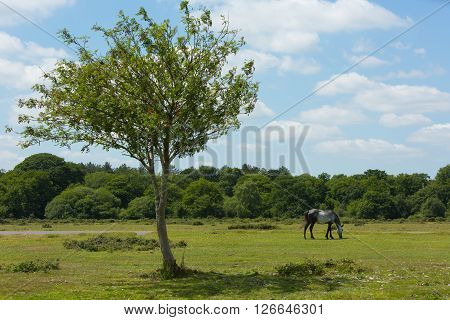 Wild pony and beautiful tree The New Forest Hampshire England UK