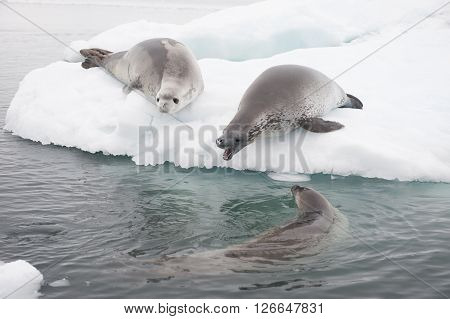 Crabeater seals on the ice in Antarctica