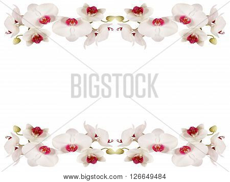 Delicate floral background. White orchids. Macro. Isolated