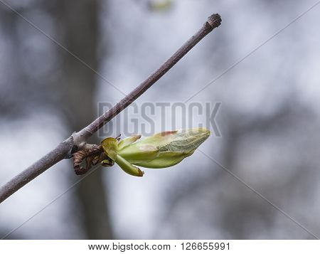 Horse-chestnut aesculus hippocastanum bud on branch with bokeh background macro selective focus shallow DOF