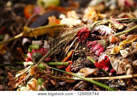 Organic biological kitchen waste rotten food and leftovers from cooking prepared for composting. Flowers coffee grounds banana salad onions and carrot peel. Rubbish sorting and organic waste.