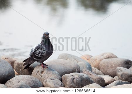 Gray dove stands on rocks near the water