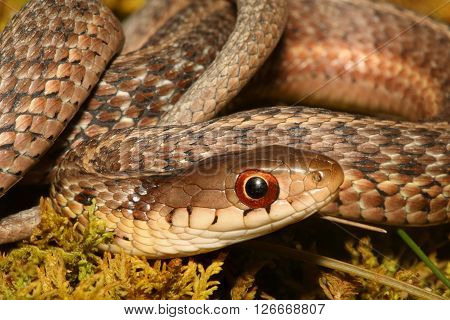 Baby Garter Snake (Thamnophis sirtalis) on moss in spring