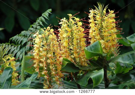 Blomster Roca-De-Velha fra Azorerne