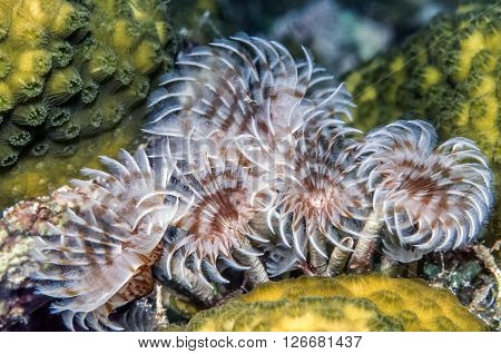 social feather duster Bispira brunnea underwater on coral Caribbean reef