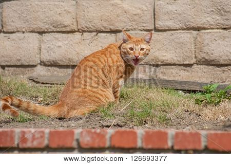 Orange cat sticking tongue out in backyard.