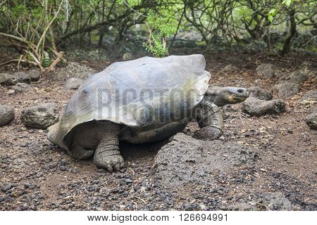 Galapagos giant tortoise on the island San Cristobal Enchanted Islands